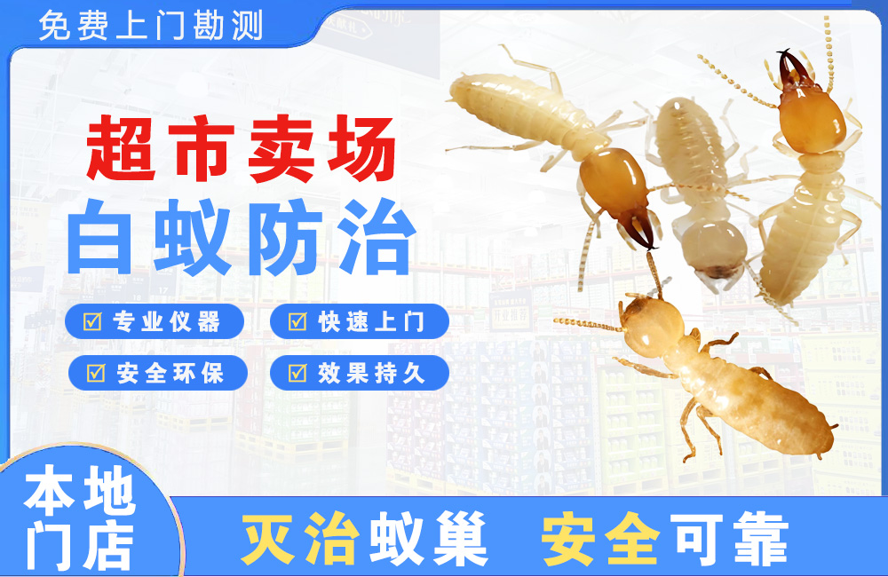 白沙超市卖场白蚁防治